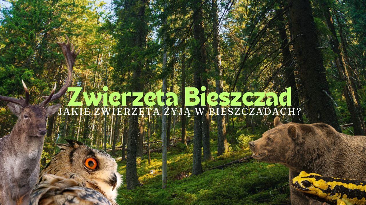 Zwierzęta w Bieszczadach
