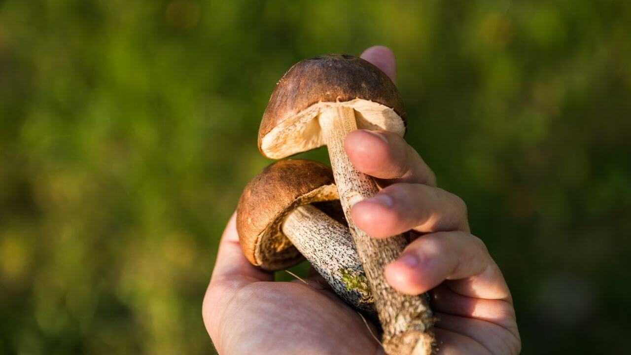 Grzybobranie w Bieszczadach - GOPR wzywany kilkukrotnie
